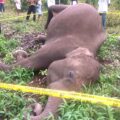 Gajah Betina Ditemukan Mati di Karang Ampar, Warga Soroti Penanganan Konflik Satwa Dan Manusia.