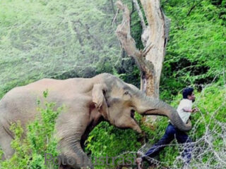 “Konflik Gajah Tak Kunjung Usai, Warga Jadi Korban: FKP Desak Langkah Strategis Nyata.