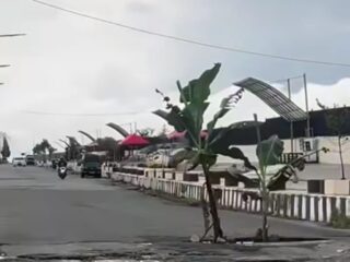 Jalan Berlubang Pendestrian Bener Meriah Ditanami Pohon Pisang