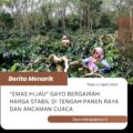 “Emas Hijau” Gayo Bergairah: Harga Stabil di Tengah Panen Raya dan Ancaman Cuaca