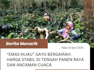 “Emas Hijau” Gayo Bergairah: Harga Stabil di Tengah Panen Raya dan Ancaman Cuaca