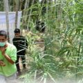 Ladang Ganja Seluas 1 Hektare Dibakar, Dua Tersangka Diamankan dan Dua DPO Diburu.