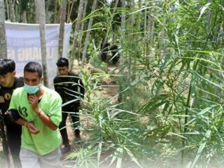 Ladang Ganja Seluas 1 Hektare Dibakar, Dua Tersangka Diamankan dan Dua DPO Diburu.