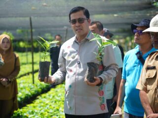 Produksi 4 Juta Bibit Kopi Arabika Gayo 3 Siap Disalurkan, Bupati Aceh Tengah Tinjau Lokasi Penangkaran Bibit