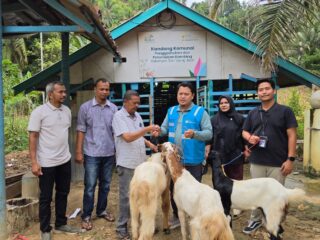 PLN NP UP Arun Dorong Kemandirian Kelompok Tani Dalam Pengemukan dan Peternakan Kambing.