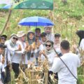 Panen Perdana 1 Ton Jagung, PLN NP UP Arun Dorong Petani Lhokseumawe Naik Kelas Lewat Meusara