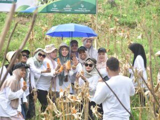 Panen Perdana 1 Ton Jagung, PLN NP UP Arun Dorong Petani Lhokseumawe Naik Kelas Lewat Meusara